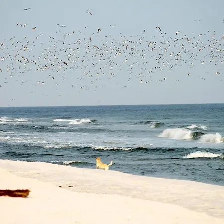 White Pearl 2.04 דירה *